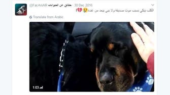 Saudi man advocates for animal rights one tweet at a time