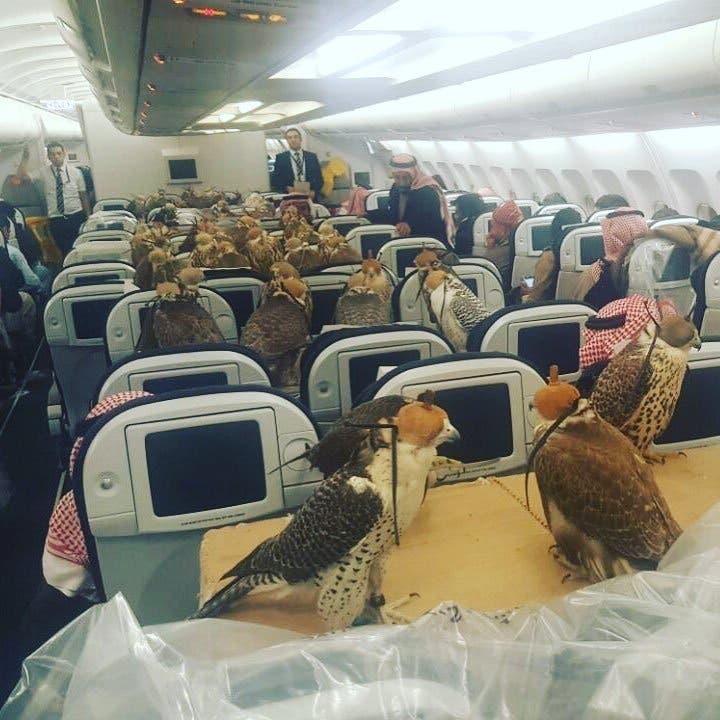Falcons on a plane? Here’s how GCC carriers regulate wild bird travel 