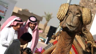 Camel dung fuels cement production in northern UAE