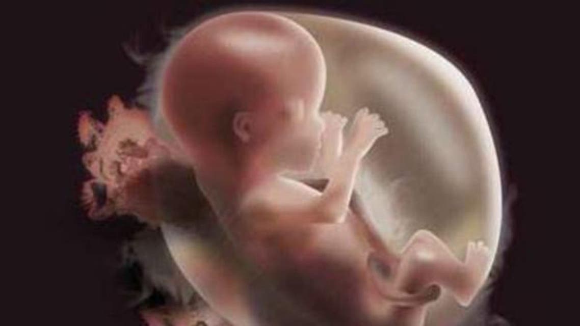 embryo