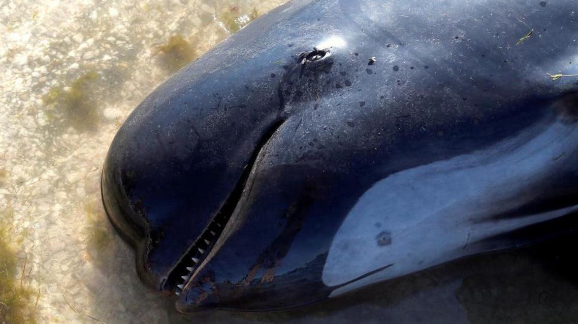 New Zealanders race to rescue stranded whales reuters
