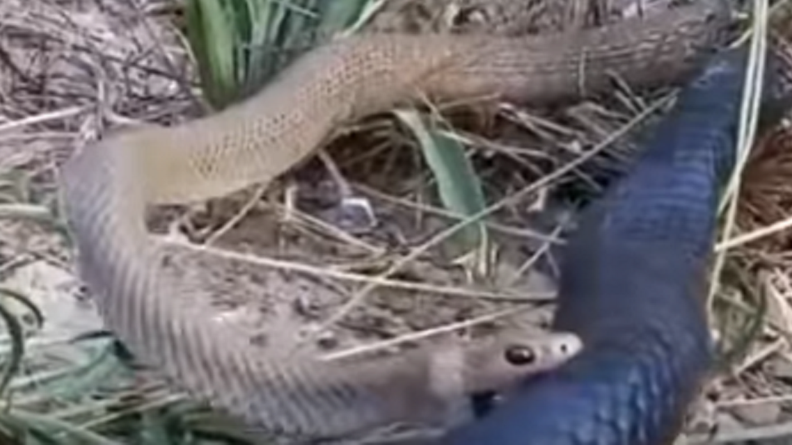Snake fight on camera 