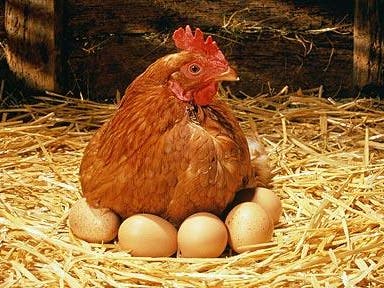 As últimas tendências científicas: uma galinha se transforma em “mãe de aluguel”