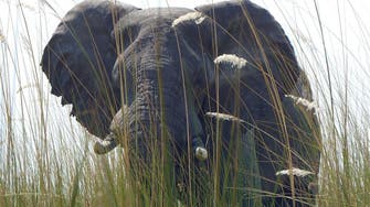 Five elephants killed by train in India