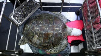 PHOTOS: Surgeons remove 915 coins swallowed by sea turtle