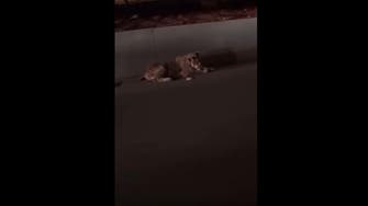 VIDEO: Lion found roaming on streets of Riyadh
