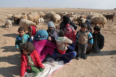 Internally displaced Syrians who fled Raqqa city rest near sheep in northern Raqqa province, Syria February 6, 2017. REUTERS
