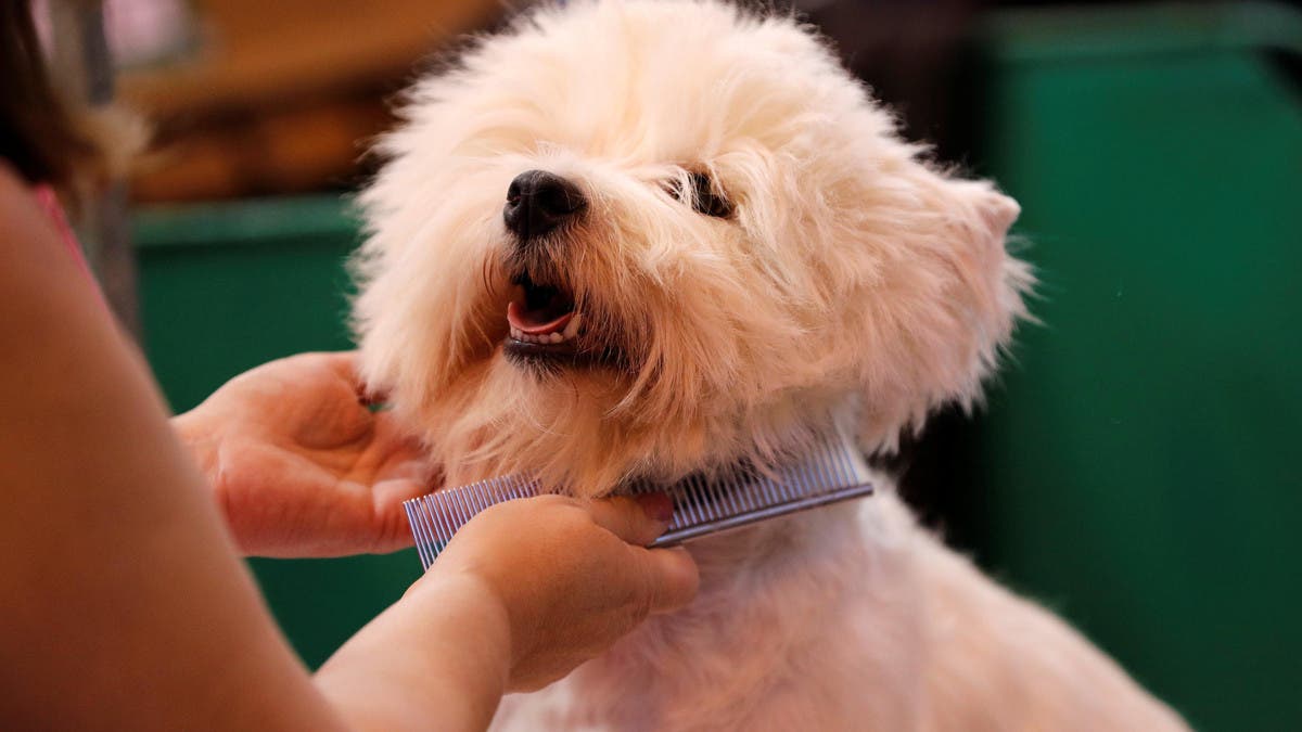 Robot Dog Was Developed to Comfort People With Alzheimer's & Dementia