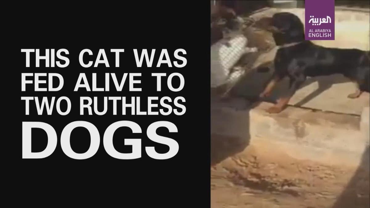 Shocking video shows man feeding helpless cat to his dogs | Al Arabiya  English