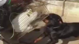 Dubai police arrest man behind horrific video showing cat fed to dogs 