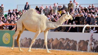 Annual King Abdulaziz Camel Festival kicks off in Saudi Arabia 