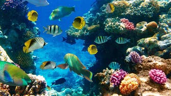 العلماء يحذرون.. المحيطات تفقد الأوكسجين 