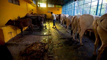 A worker cleans a ‘Gaushala’ or shelter for cattle in New Delhi, India, Friday, Oct. 9, 2015. (AP)