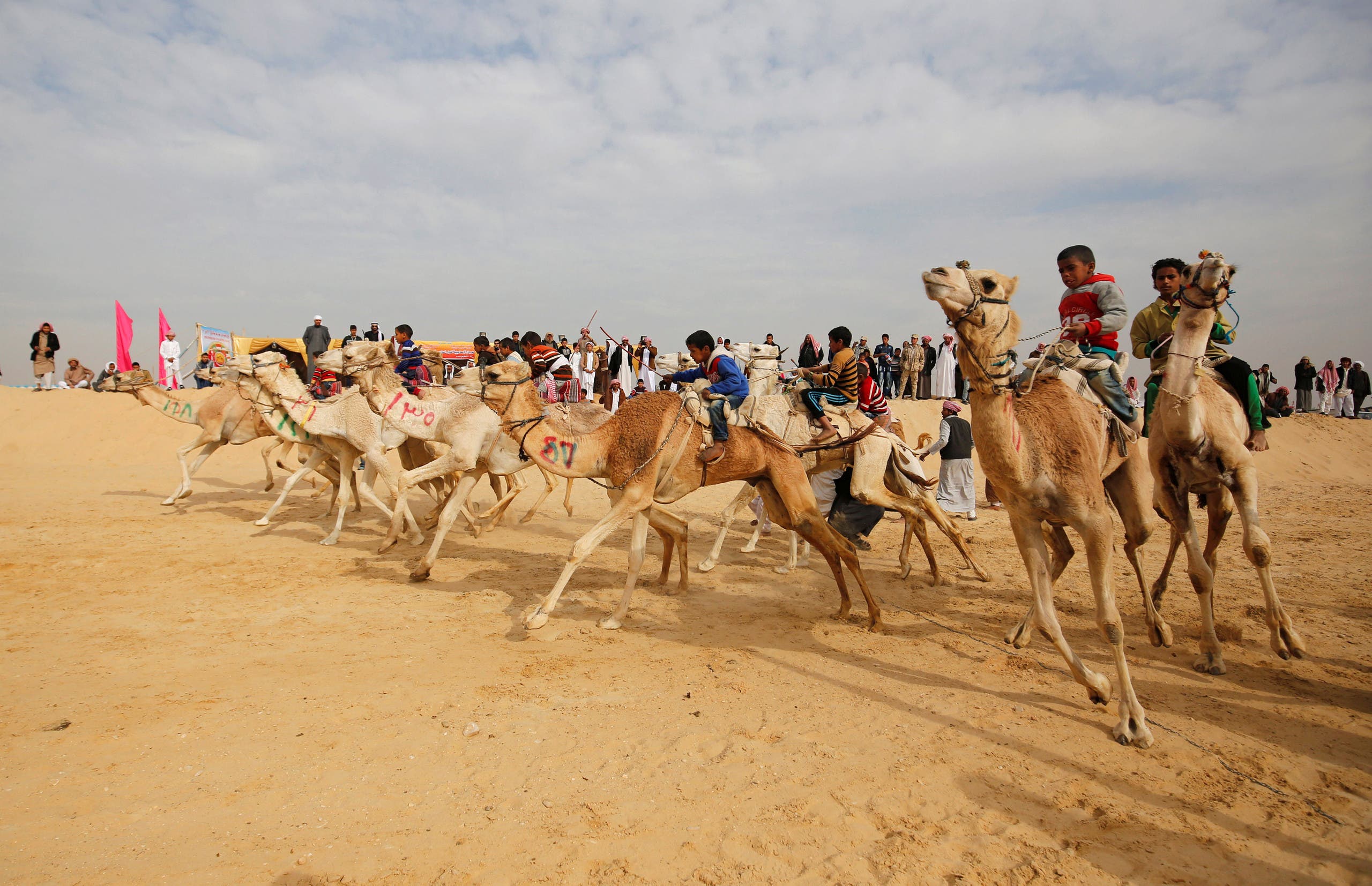 Jockeys, most of whom are children, compete on their mounts at the starting line during the opening of the International Camel Racing festival at the Sarabium desert in Ismailia, Egypt, March 21, 2017. (Reuters)