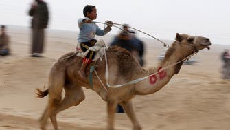 Egypt camel racers hope desert sport will spread to fresh pastures