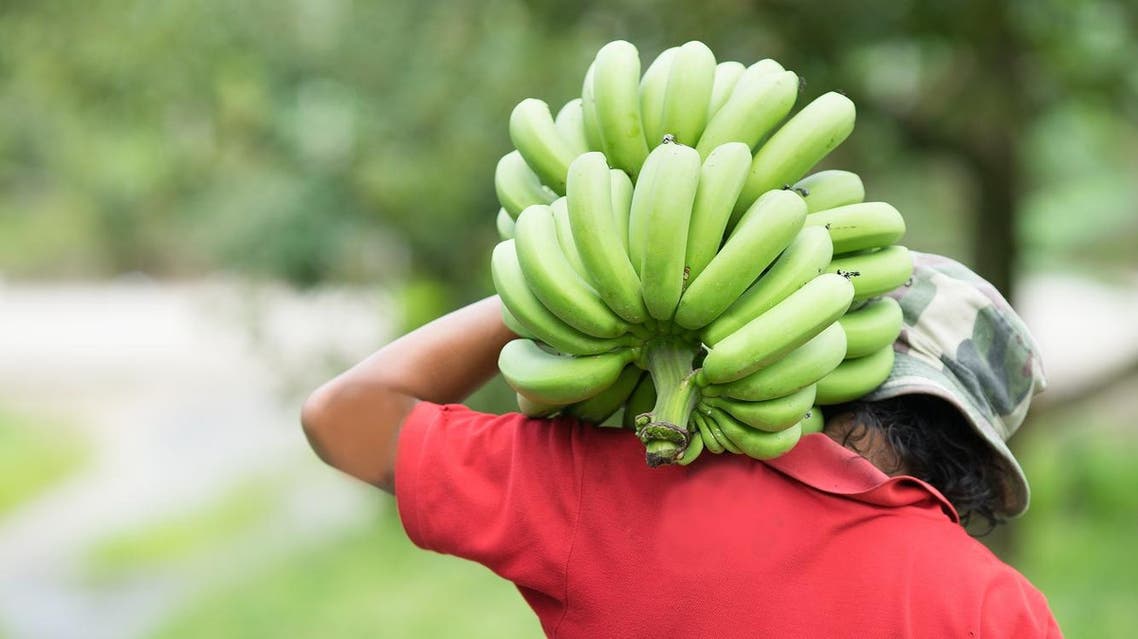 Spanish police have arrested two men for allegedly transporting large quantities of cocaine inside fake bananas. shutterstock