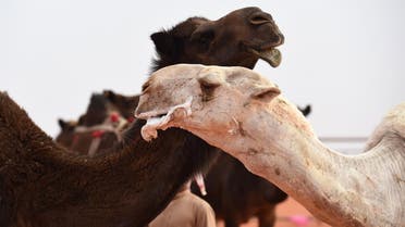 Saudi Arabia’s King Abdulaziz Camel Festival AFP
