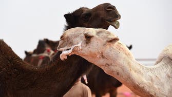 Veterinarian arrested in Saudi Arabia for performing plastic surgery on camels