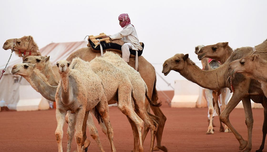 Saudi Arabia’s King Abdulaziz Camel Festival Al Arabiya English