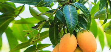 تعبيرية آيستوك