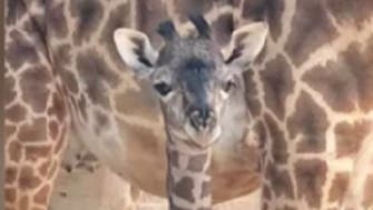 It's a boy! Zoo confirms April the giraffe's calf is a male
