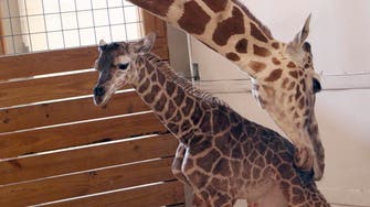 YouTube channel showing giraffe birth 2nd most live-viewed