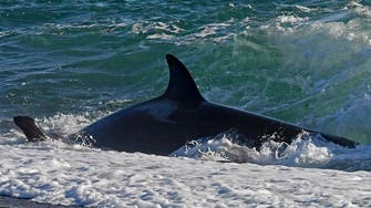 Killer whale seen swimming through UAE waters