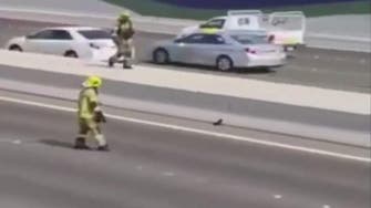 VIDEO: Firefighters close main road to rescue cat in UAE 