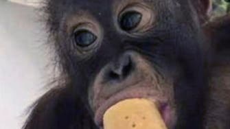 Kuwait expels drug-addicted monkey to his home in Indonesia