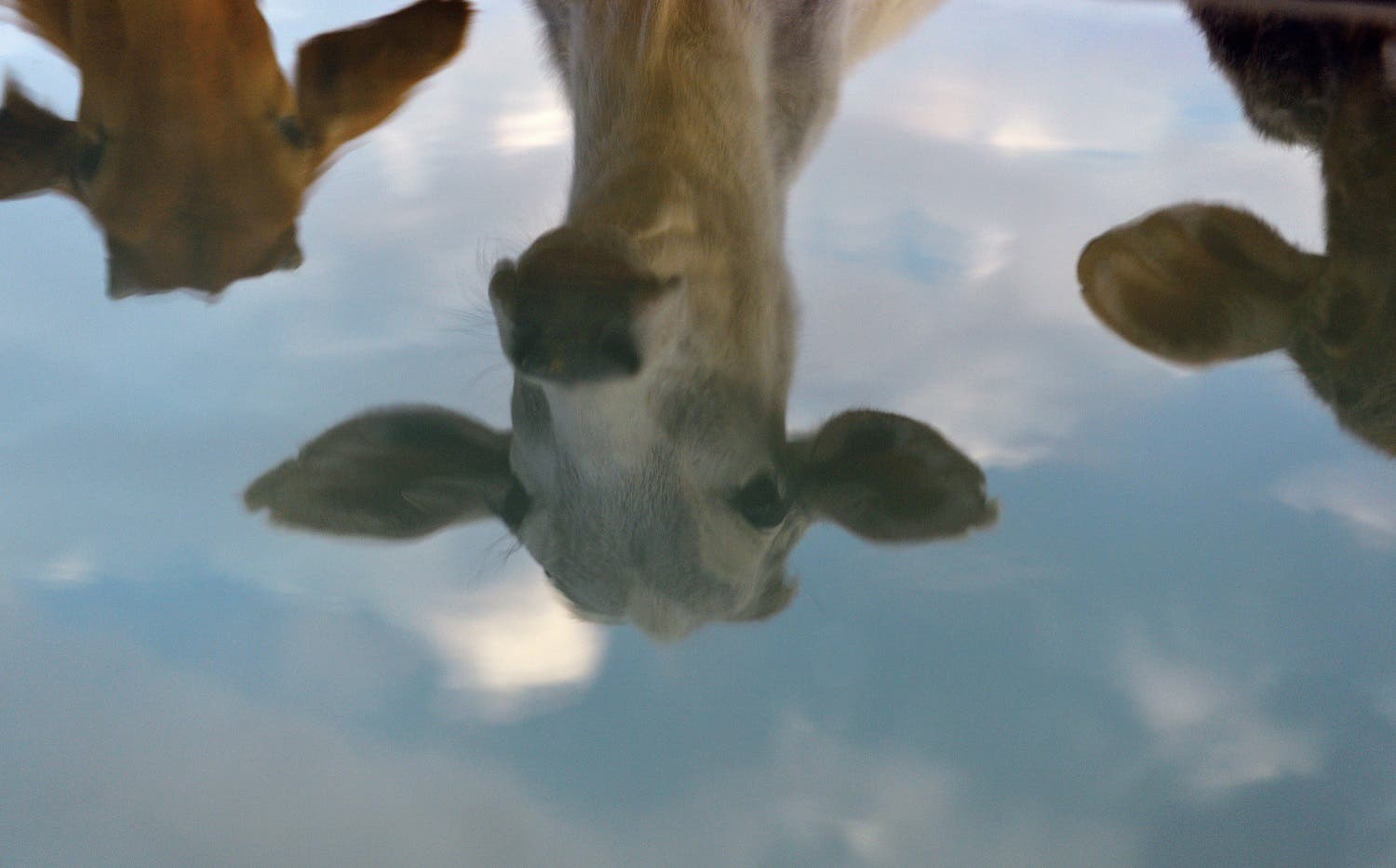 To go with India-politics-religion-beef,FOCUS by Abhaya SRIVASTAVA In this photograph taken on November 5, 2015, cows are reflected at a cow shelter owned by Babulal Jangir, a rustic self-styled leader of cow raiders, and Gau Raksha Dal (Cow Protection Squad) in Taranagar in the desert state of Rajasthan. Cow slaughter and consumption of beef are banned in Rajasthan and many other states of officially secular India which has substantial Muslim and Christian populations, and almost every night a vigilante squad lie in wait for suspected cattle smugglers, in a bid to enforce the ban. AFP PHOTO/CHANDAN KHANNA Chandan Khanna / AFP