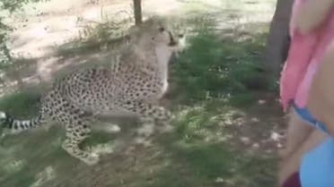 A video has captured the moment a tourist shrieked in horror after a cheetah leaped on her at a sanctuary. (Screengrab)