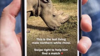 A rhino named ‘Sudan’ has joined Tinder in an effort to find a mate