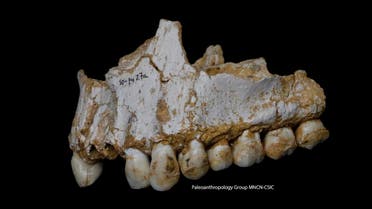  the upper jaw of Neanderthal El Sidron 1, found in what is today Spain. (File photo: AFP)