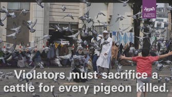 Whats so special about pigeons of Mecca