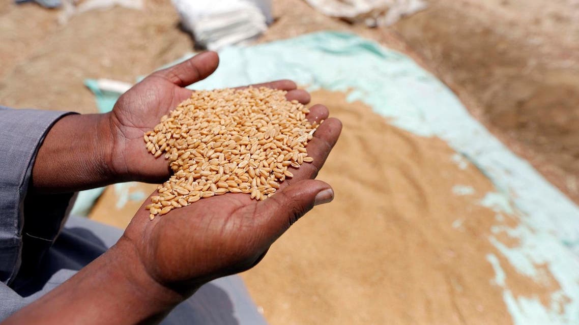 An Egyptian farmer holds a handful of freshly harvested wheat grains during the launch of the Government's local wheat harvest at a field in Beni Suef, south of Cairo, Egypt April 24, 2017. (Reuters)