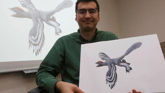 Giant bird-like dinosaur species found in china: study 