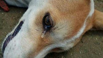 بالفيديو.. دمعة كلب مات مسموماً تكسب تعاطف التونسيين