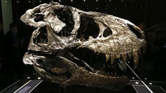 معلومات جديدة مرعبة عن ديناصور ضخم آكل للحوم