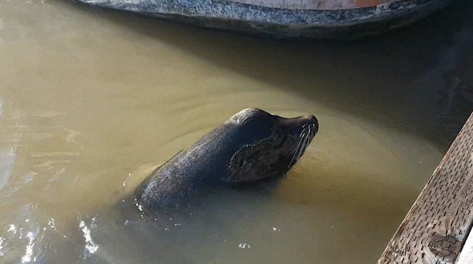 فيديو مرعب: أسد البحر يختطف طفلة ويهرب بها تحت الماء Edb7fe29-ab90-4a2e-8630-8d1eb8fb070b