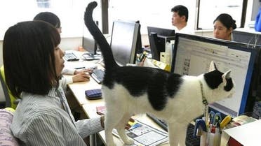 A cat walks across the desk at an IT office in Tokyo, where felines help alleviate stress and anxiety (AFP)