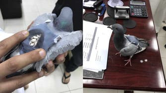 Shocking images: Traffickers use pigeon to smuggle drugs into Kuwait
