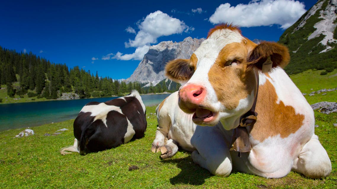 Relaxed cow on mountain pasture with Zugspitze in background