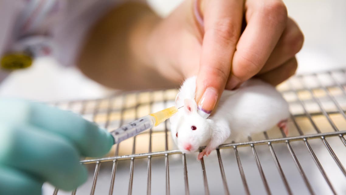 shutterstock mice lab