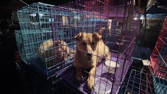 چین میں کتا خوری کا بدنام زمانہ میلہ جاری