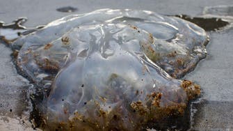 Holiday makers upset as jellyfish attack reaches Egypt’s North Coast
