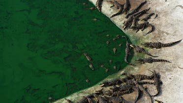 Thailand has the world’s biggest crocodile farms