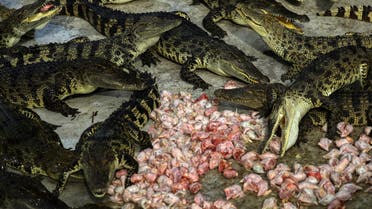 Thailand has the world’s biggest crocodile farms
