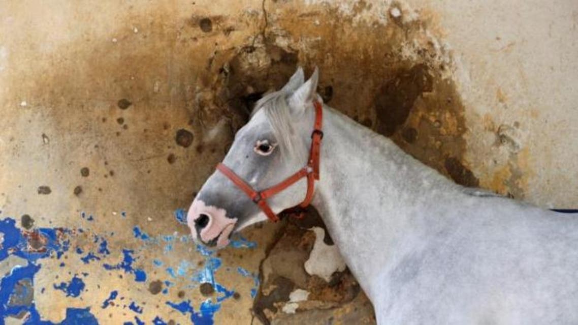 A horse stands in front a bullet-riddled wall at Beirut Hippodrome, Lebanon, April 30, 2017. (Reuters)
