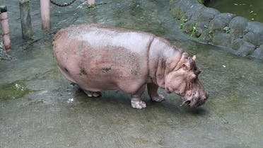  Bertha, 2.5-tonne female hippopotamus, in her enclosure in Manila zoo in the Philippine capital. (File Photo: AFP)  