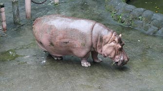 World’s oldest hippo, Bertha, dies at Philippine zoo